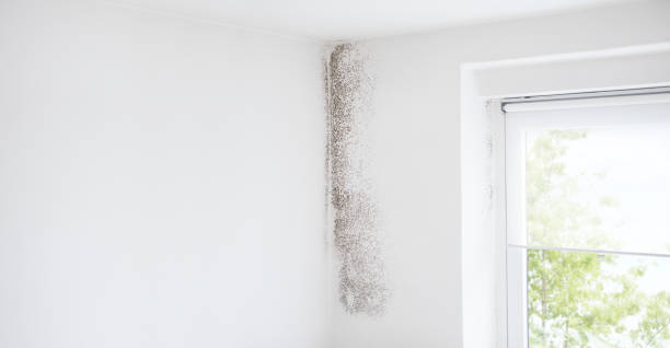 Best Black Mold Removal  in USA